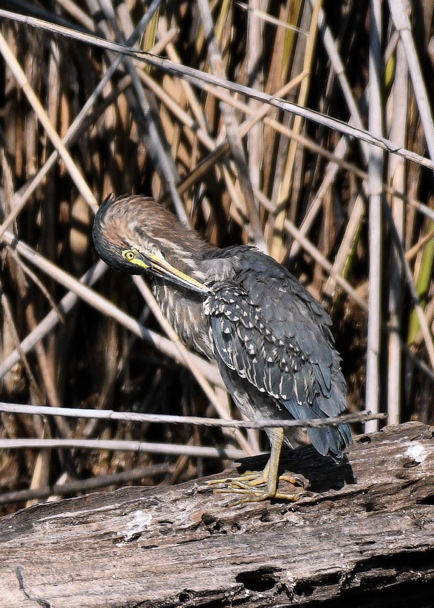 Green Heron - ML641617642