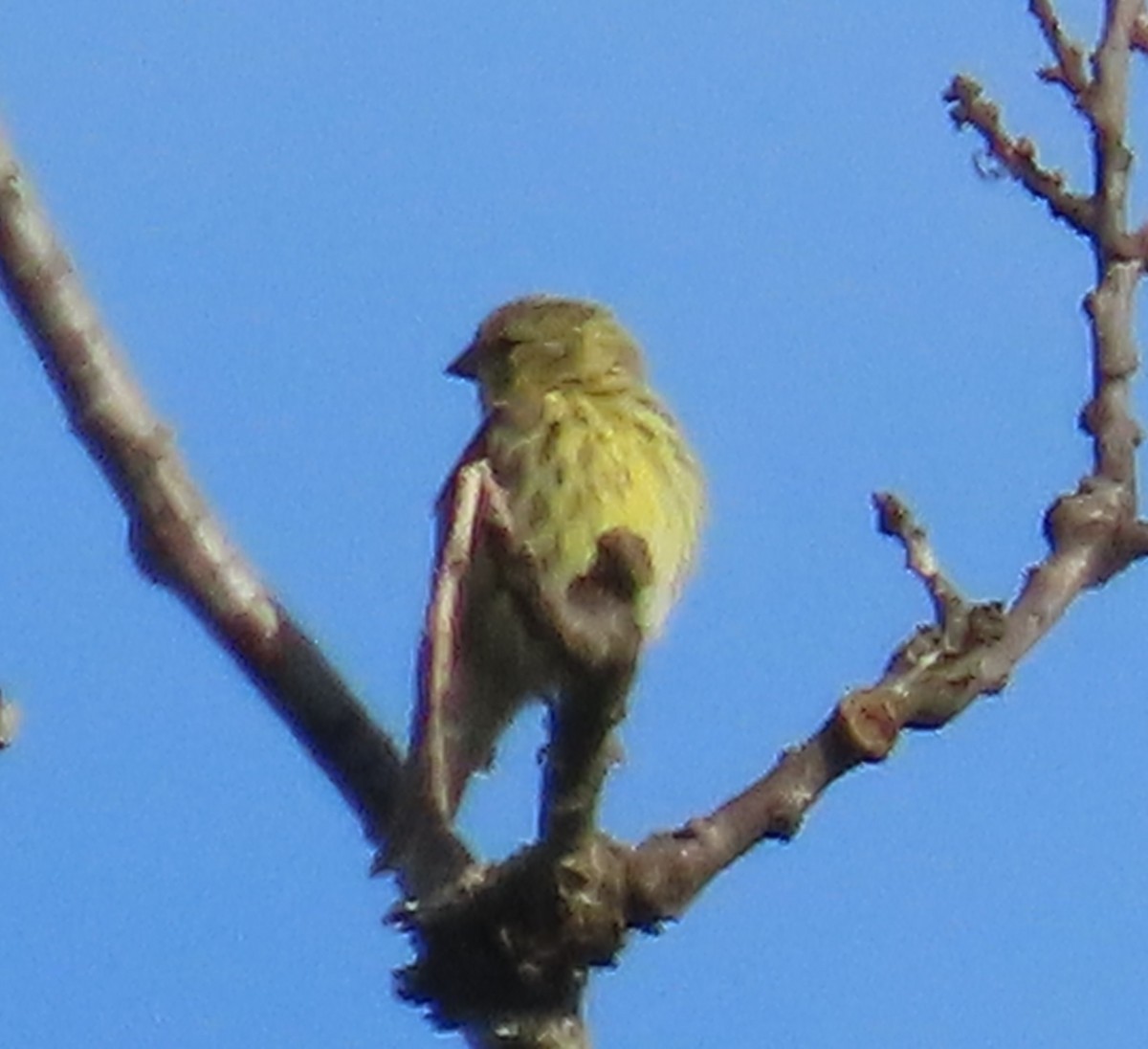 European Serin - ML641617643