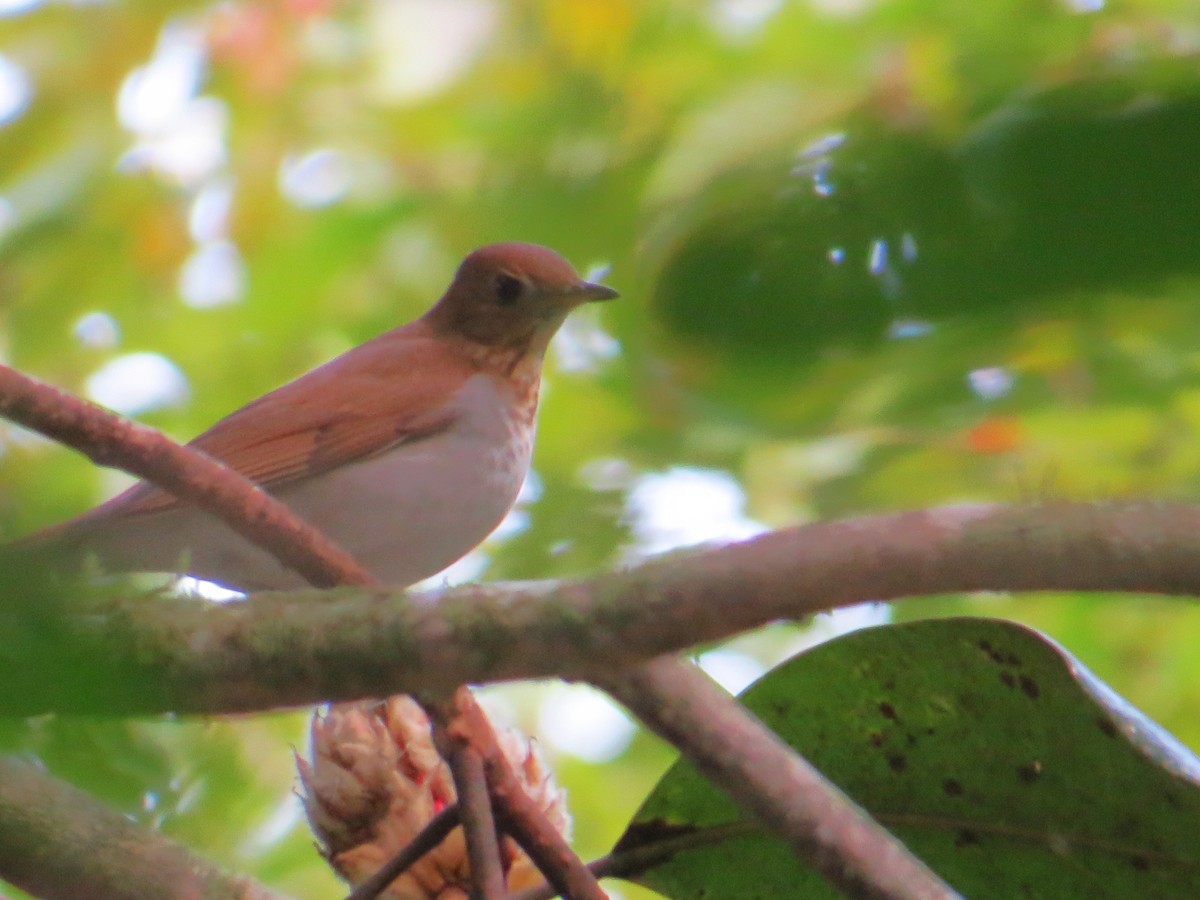 Veery - ML641617682