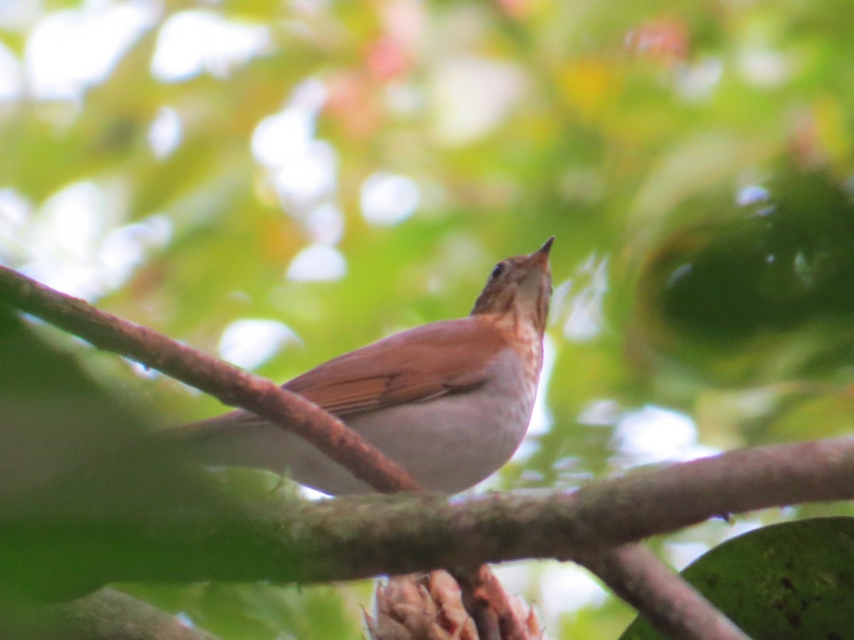 Veery - ML641617683