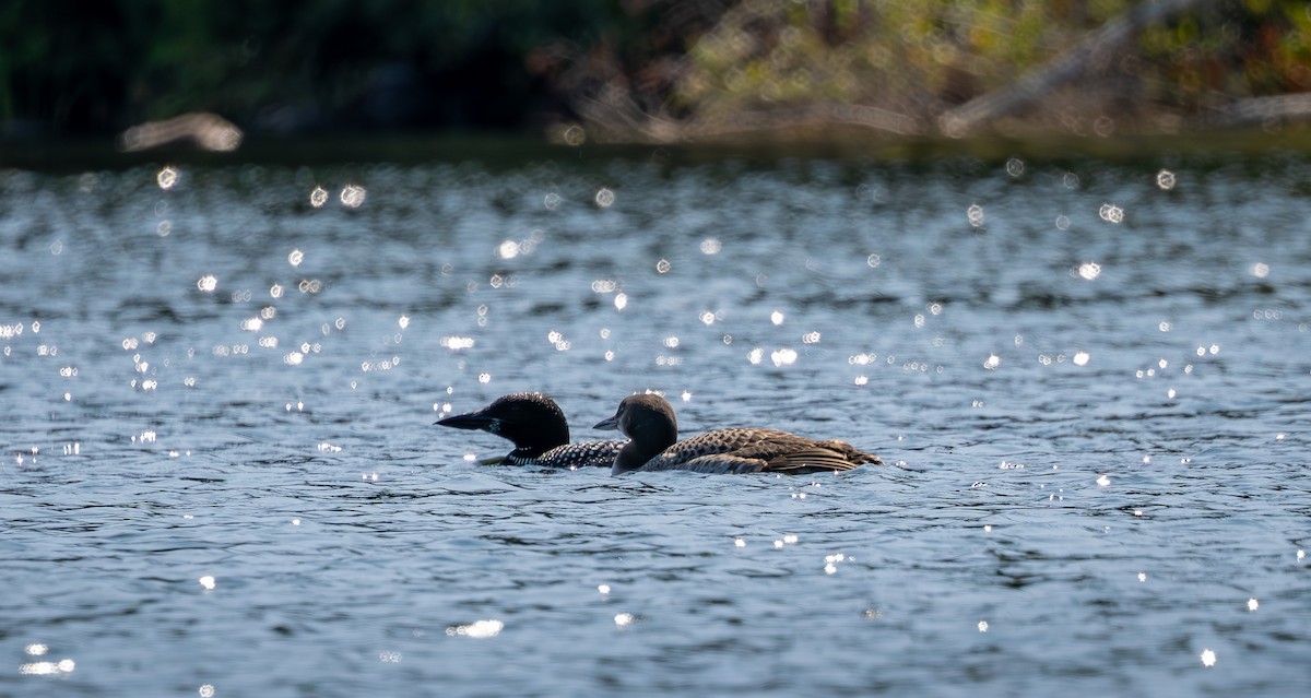 Common Loon - ML641617781