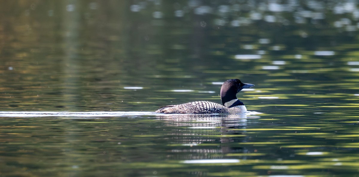 Common Loon - ML641617783