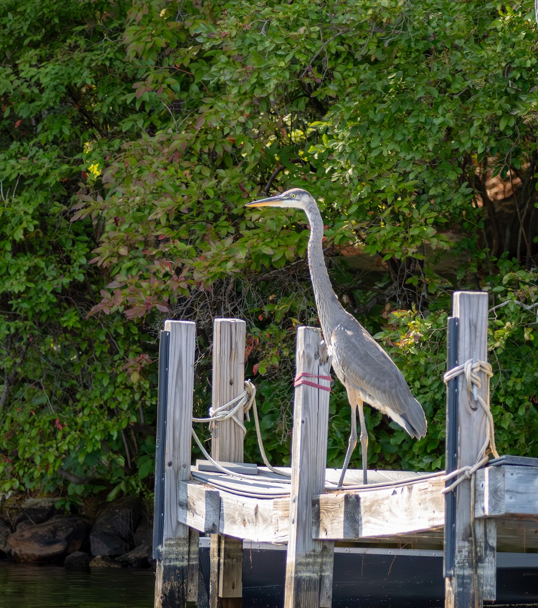 Great Blue Heron - ML641617793