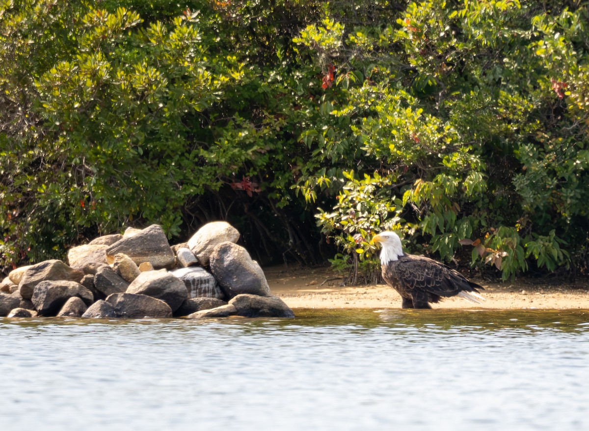 Bald Eagle - ML641617804