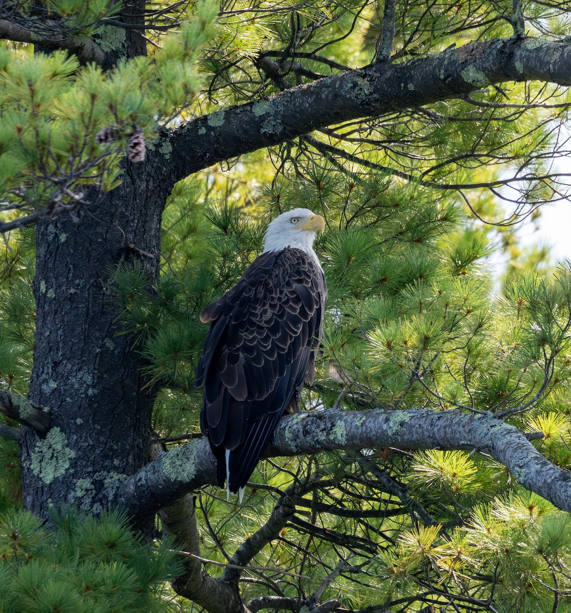 Bald Eagle - ML641617805