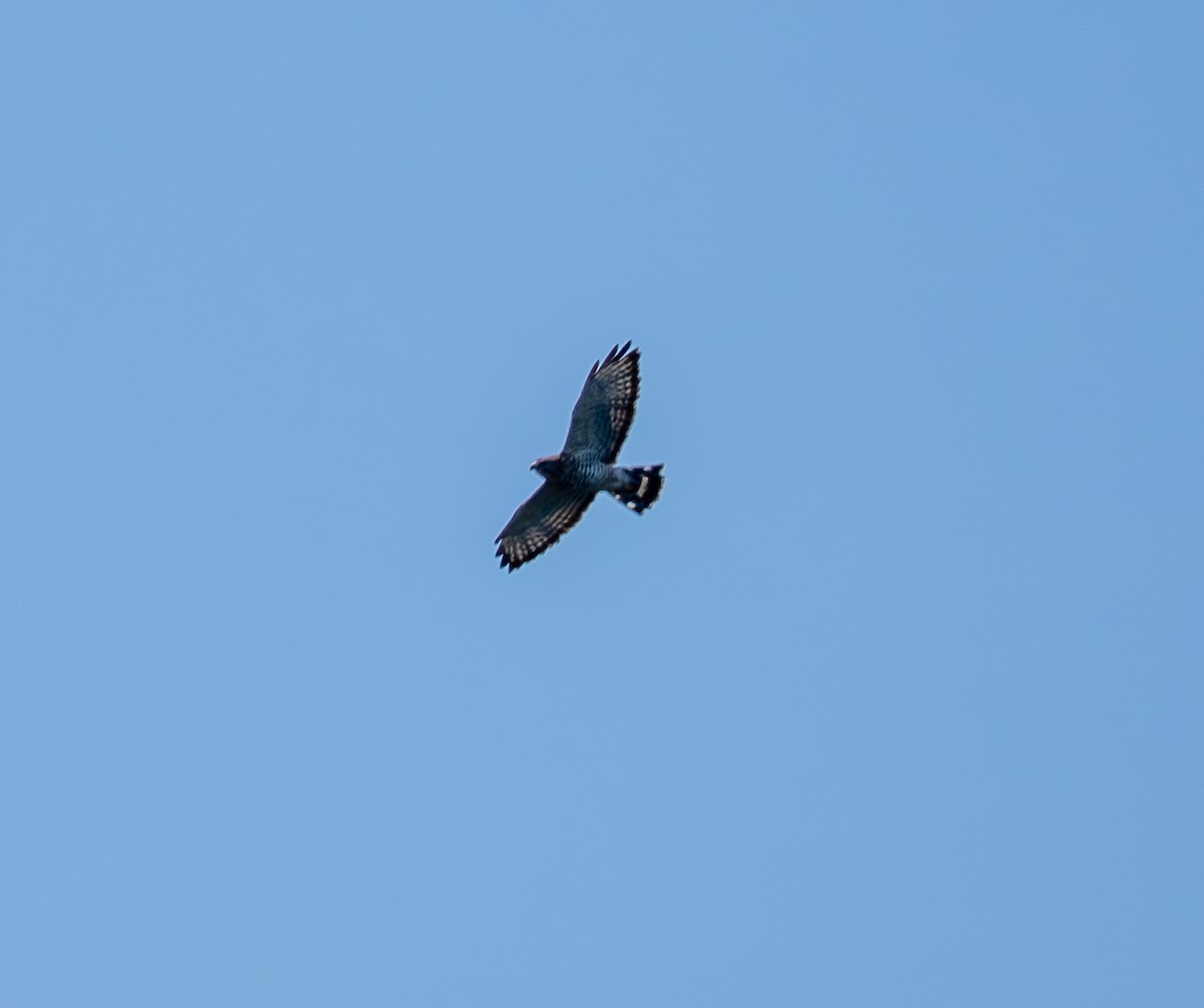 Broad-winged Hawk - ML641617833