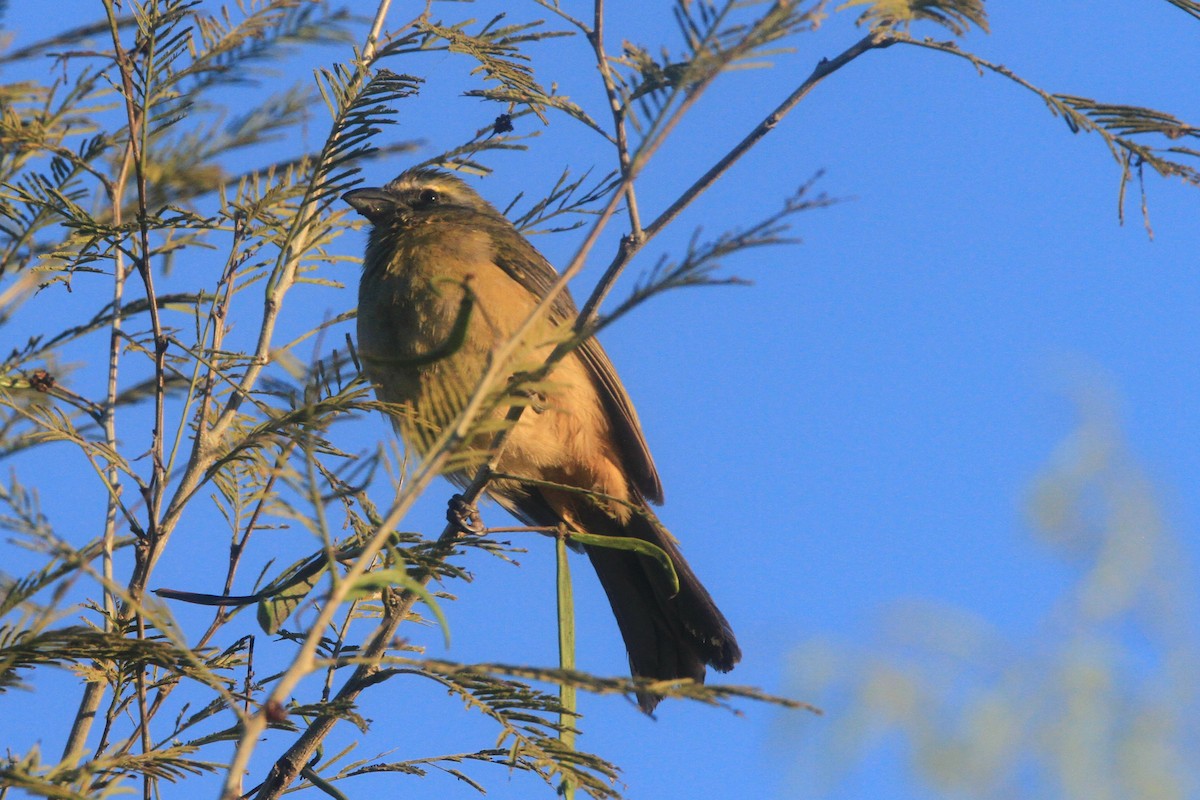 Stripe-headed Sparrow - ML641617872