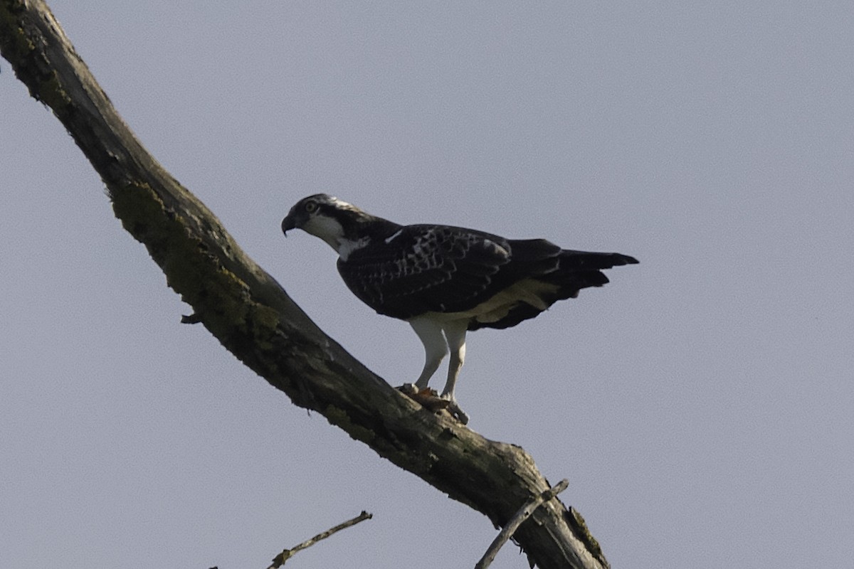 orlovec říční - ML641617908