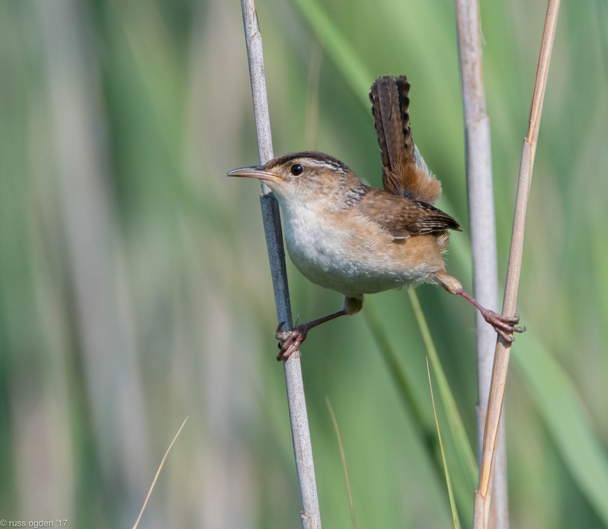 Marsh Wren - russ ogden