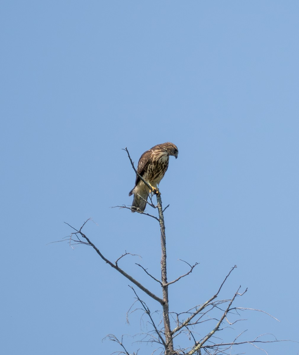 Broad-winged Hawk - ML641617934
