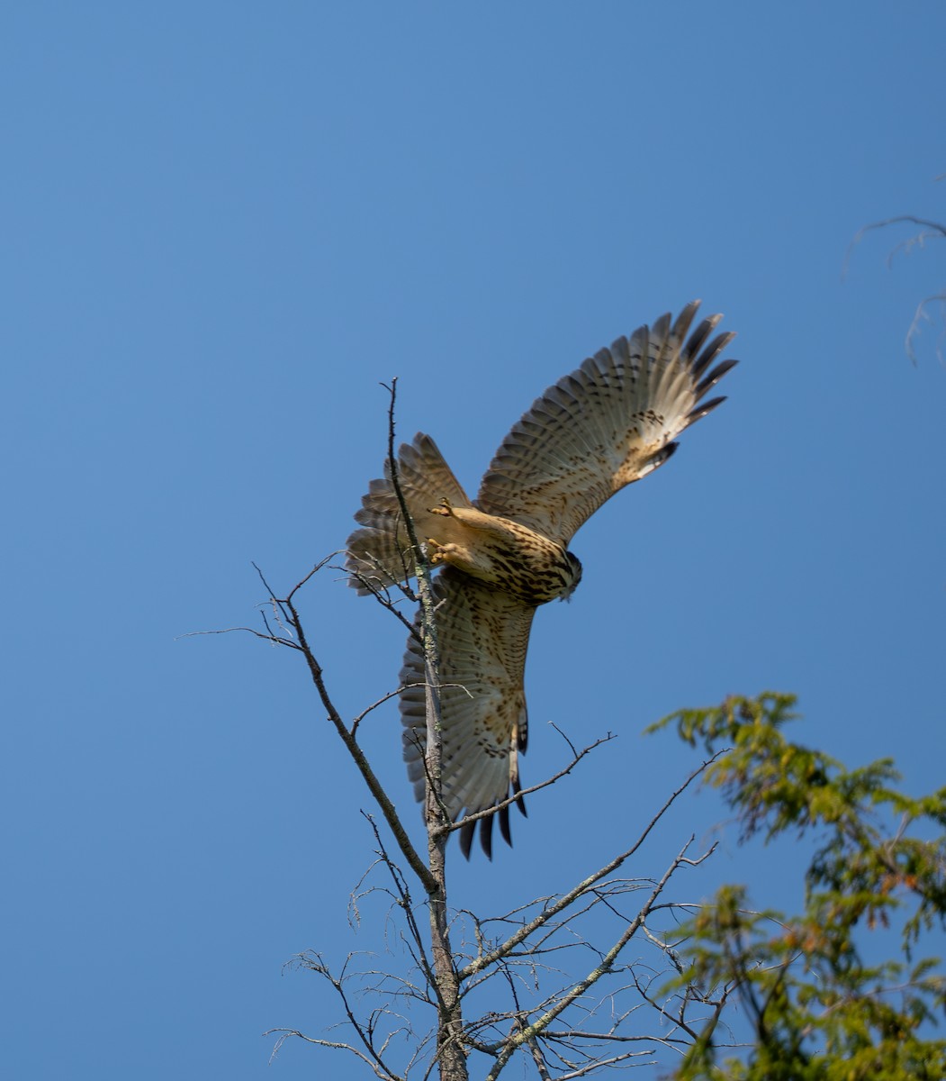 Broad-winged Hawk - ML641617935