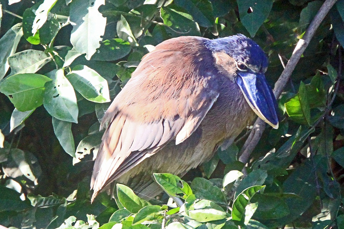 Boat-billed Heron - ML641617943