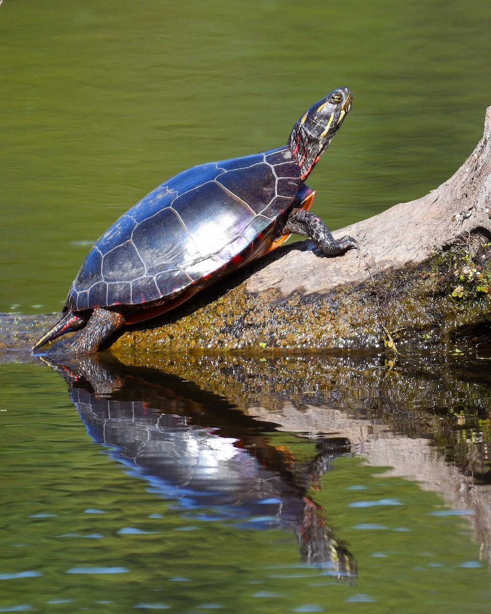 Painted Turtle - ML641618032