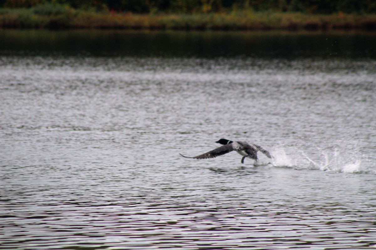 Common Loon - ML641618096