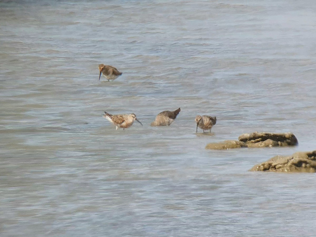 Curlew Sandpiper - ML641618123