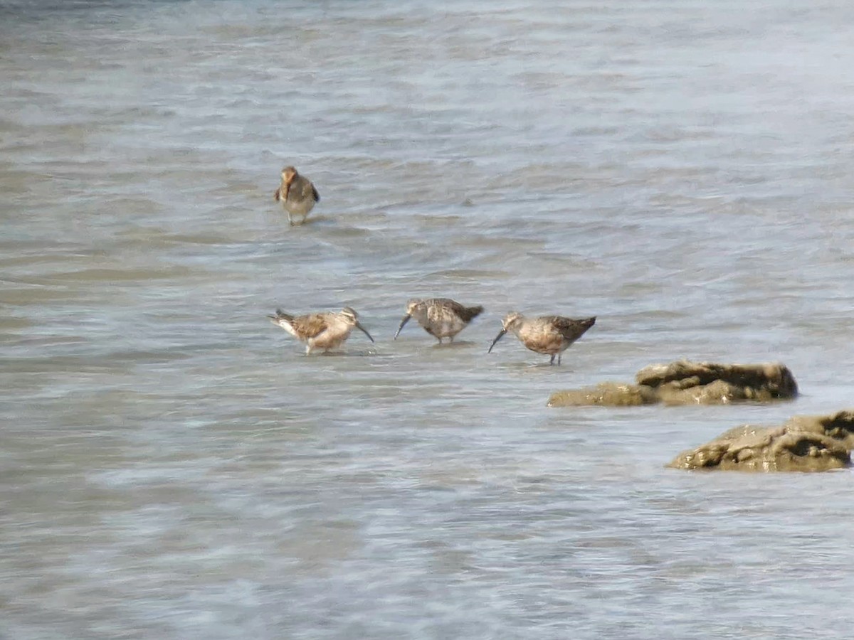 Curlew Sandpiper - ML641618124