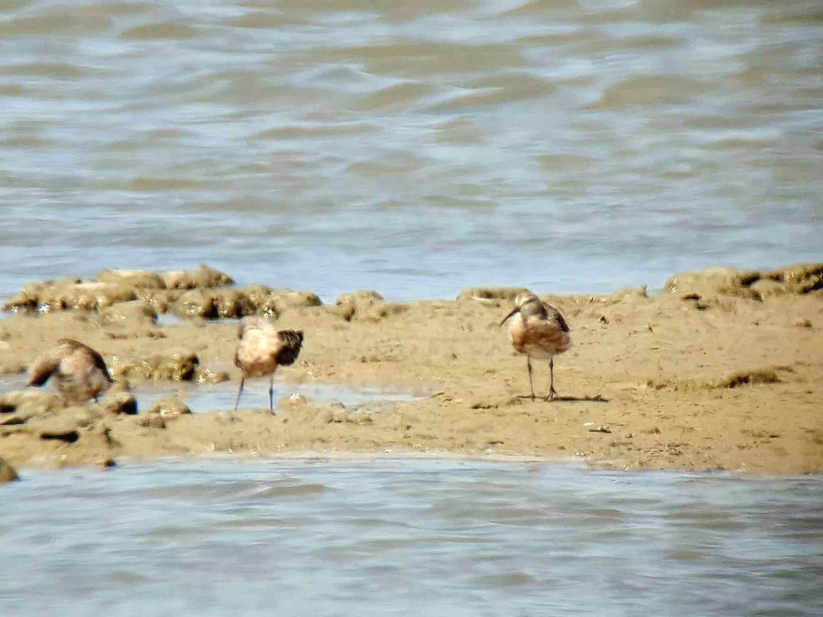 Curlew Sandpiper - ML641618125