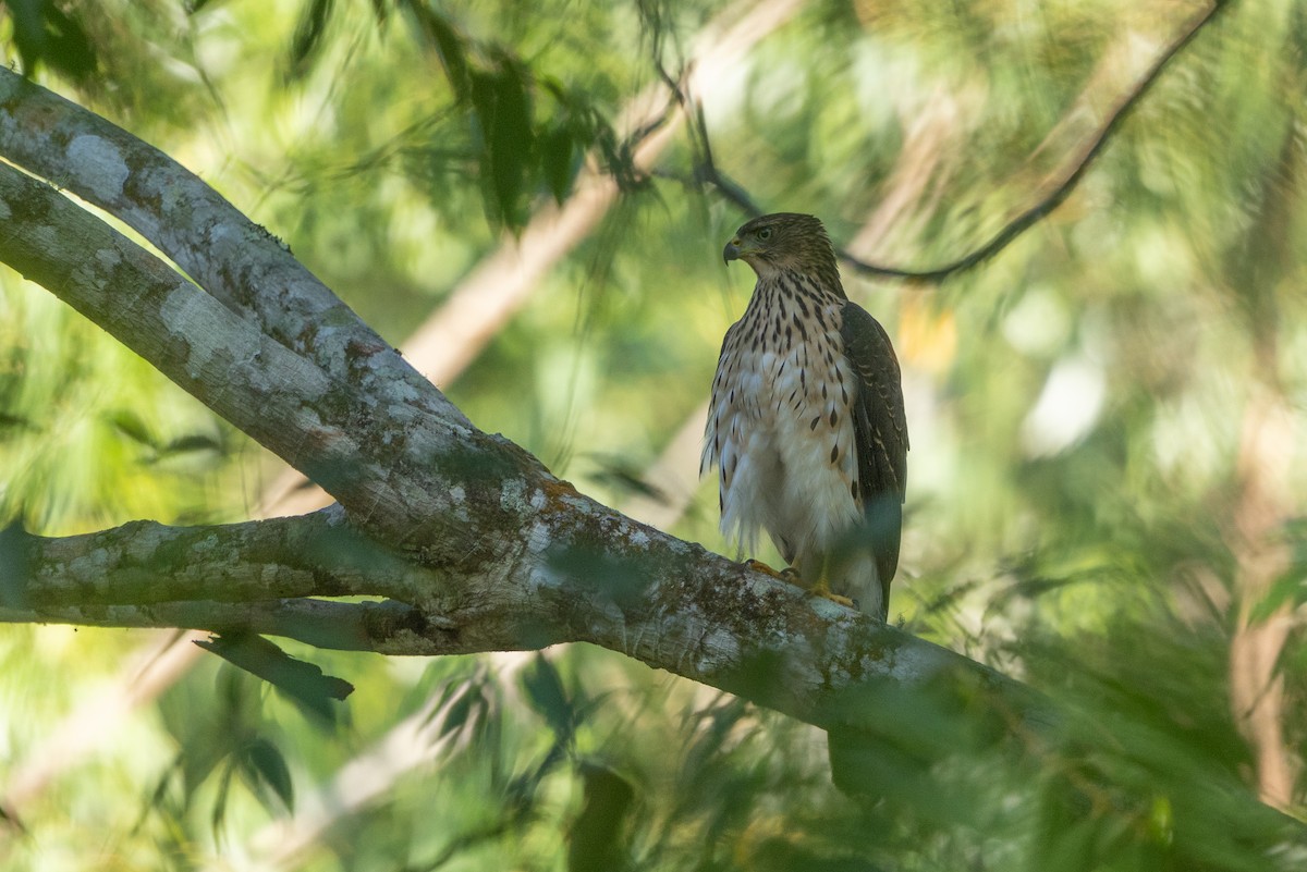 Black Goshawk - ML641618155