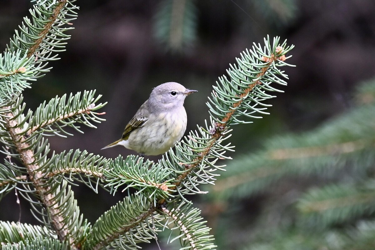 Cape May Warbler - ML641618156