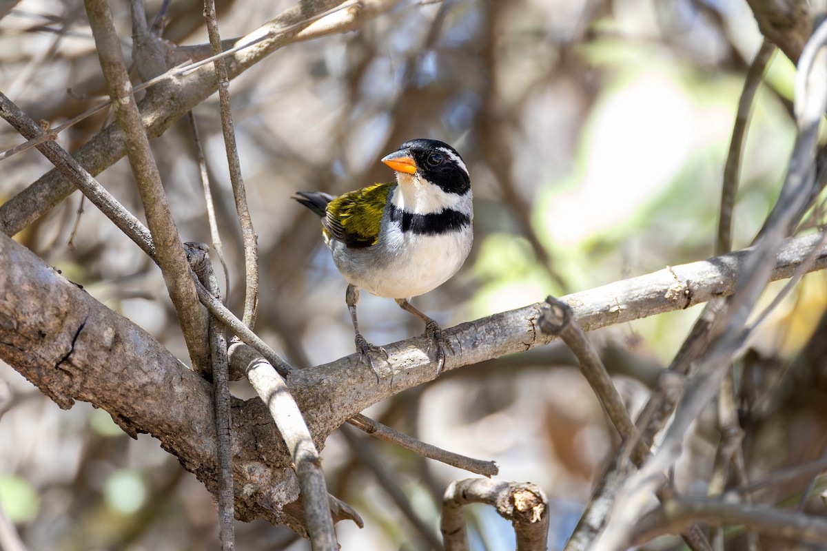 Saffron-billed Sparrow - ML641618168