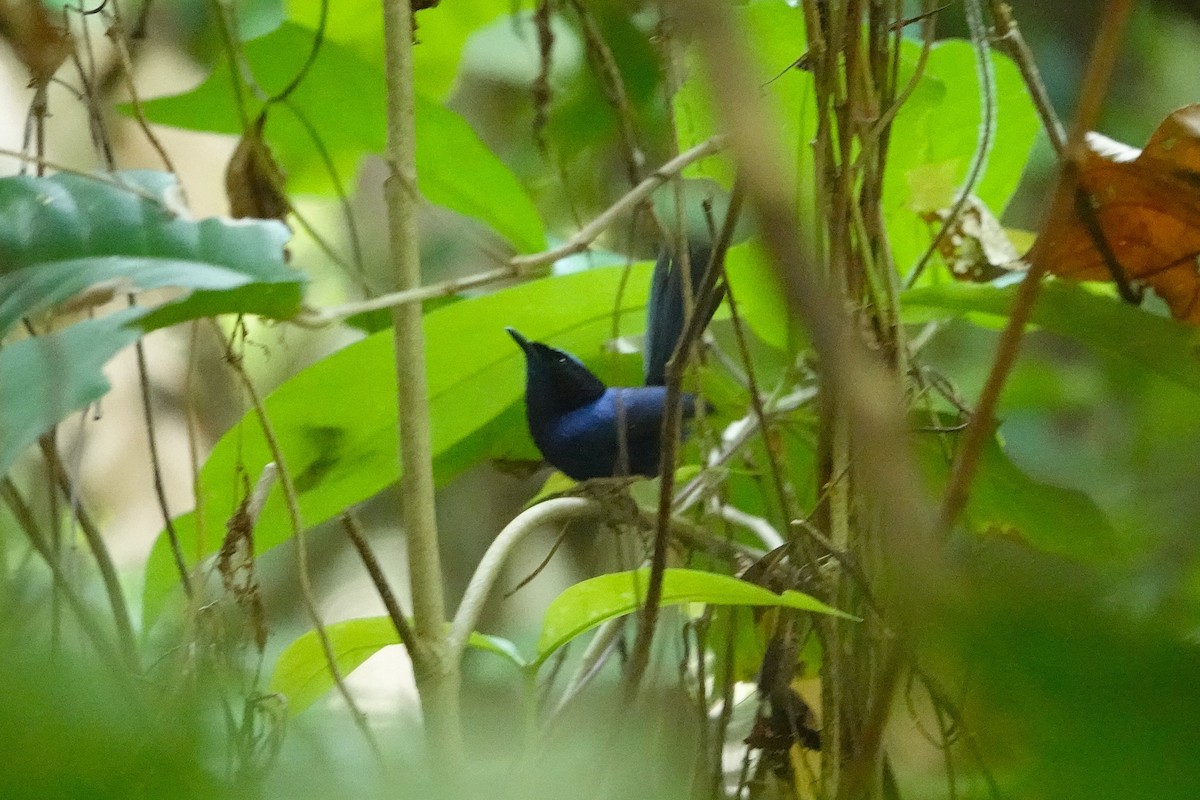 Emperor Fairywren - ML641618183