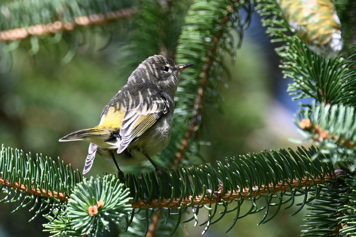 Cape May Warbler - ML641618197