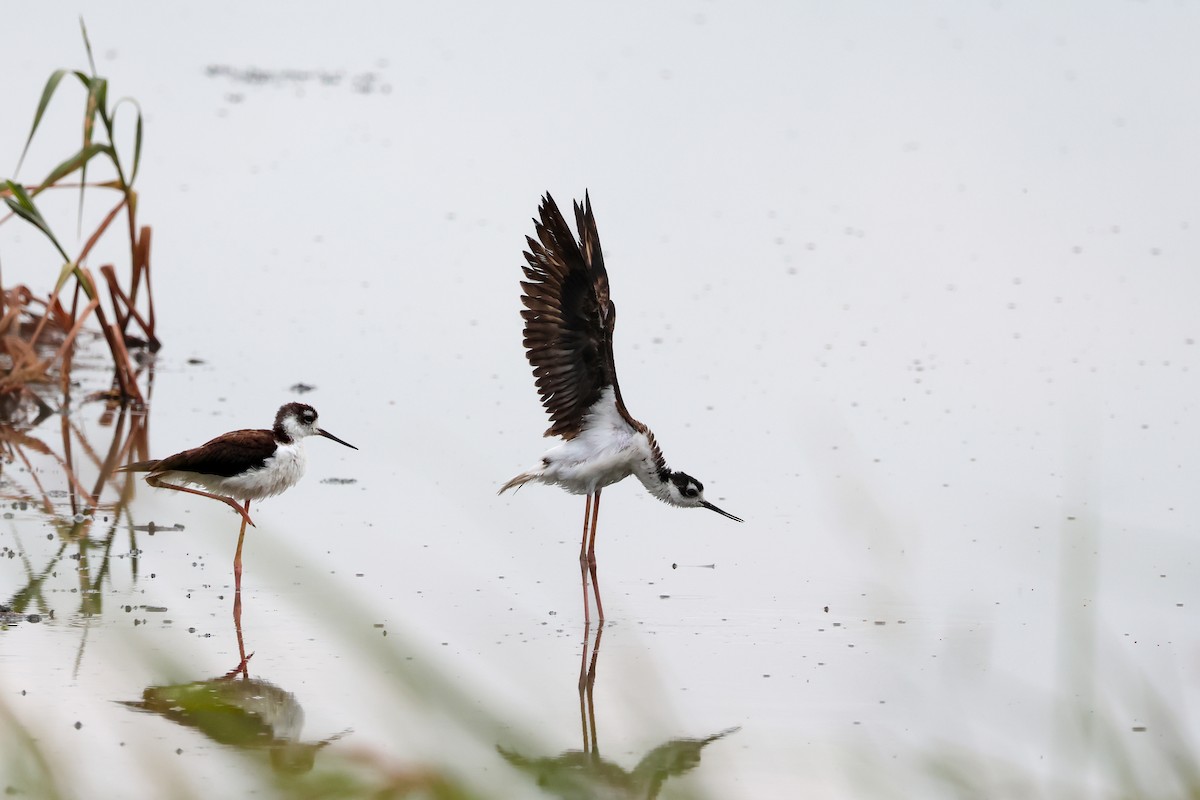 Black-necked Stilt - ML641618208