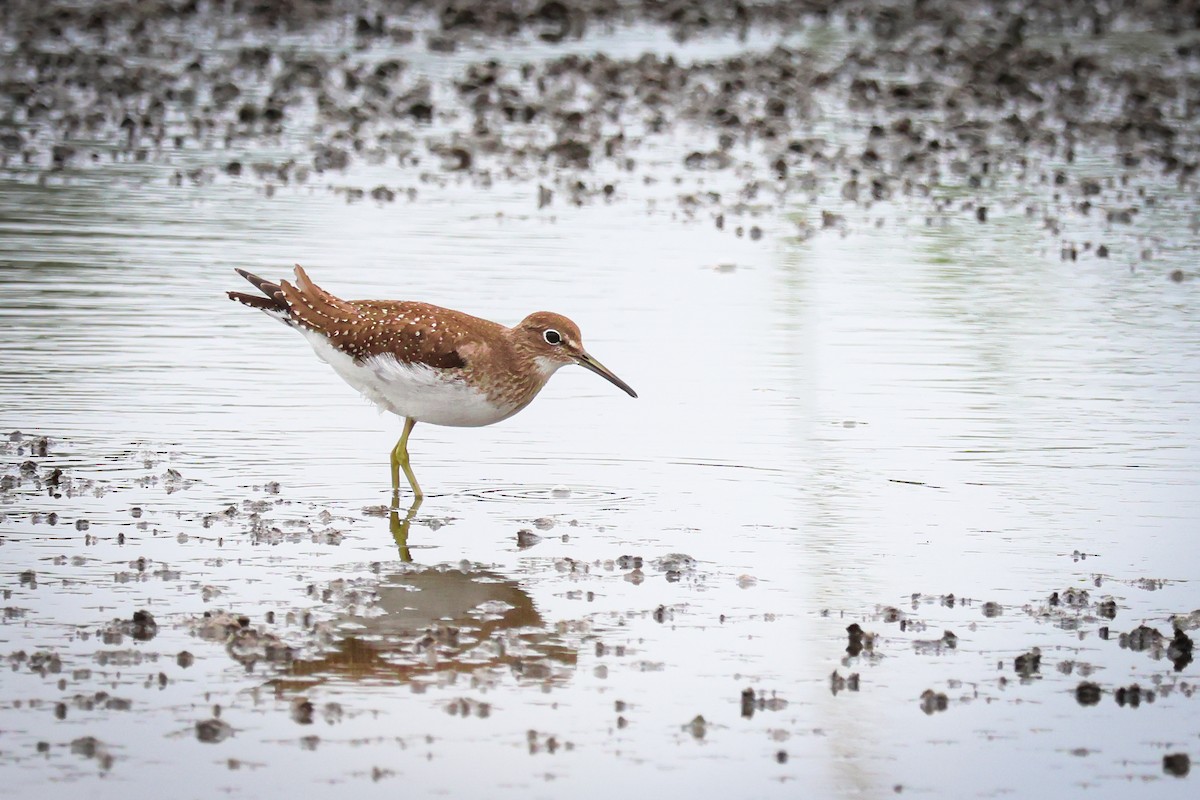 Solitary Sandpiper - ML641618218