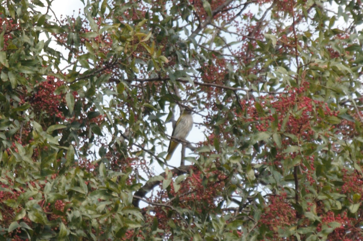 Eurasian Golden Oriole - ML641618219