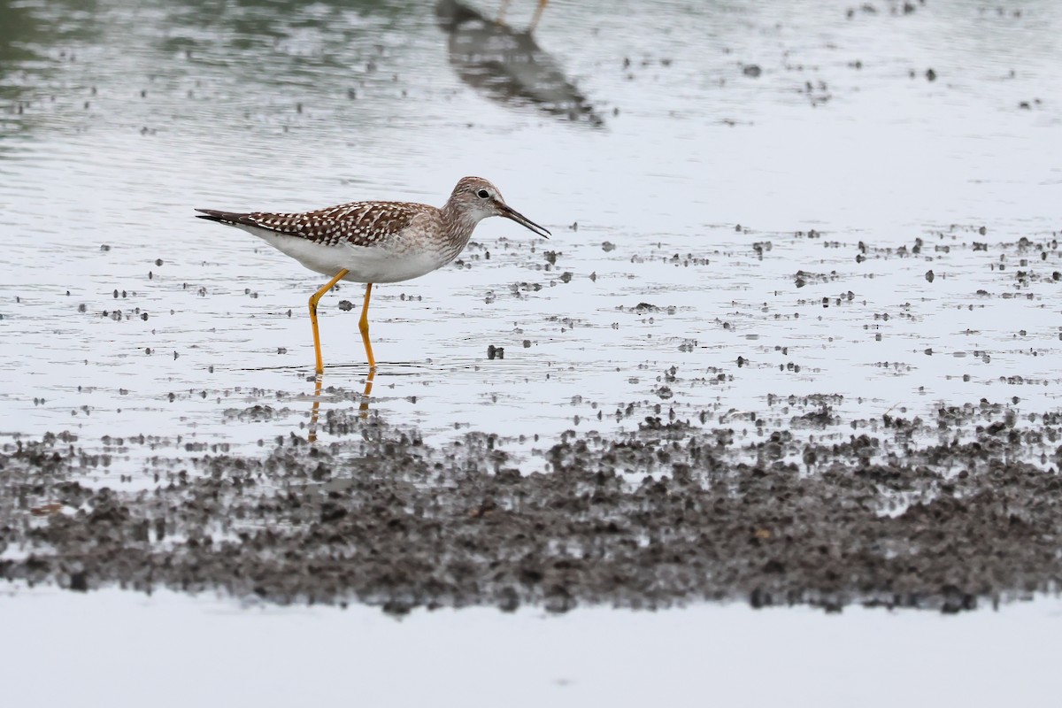 Lesser Yellowlegs - ML641618223