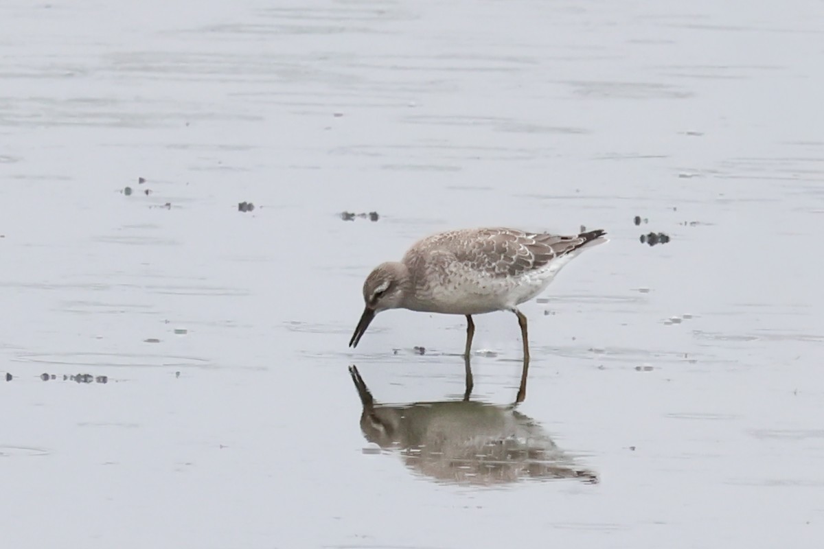 Red Knot - ML641618229