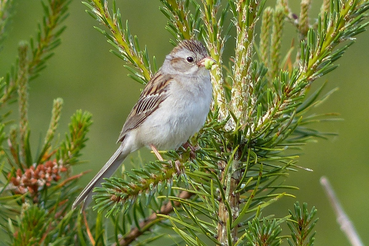 Clay-colored x Field Sparrow (hybrid) - ML641618236