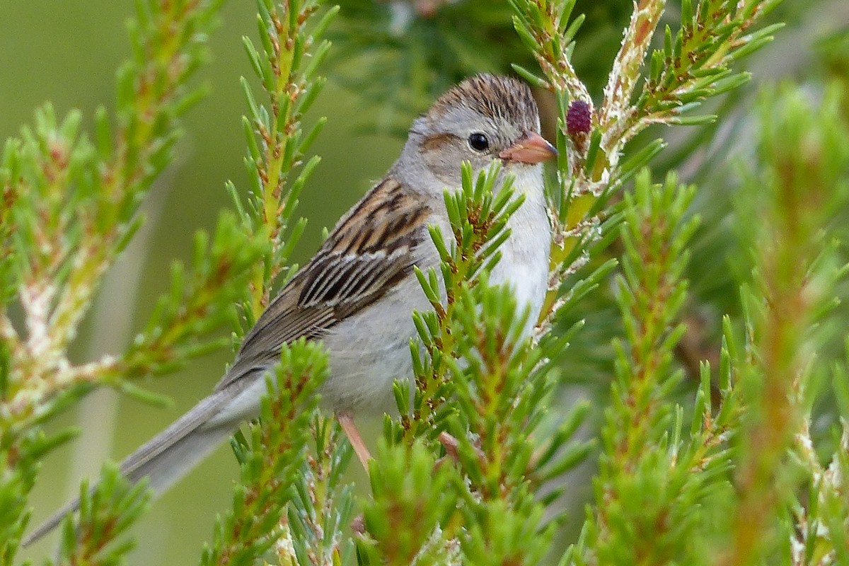 Clay-colored x Field Sparrow (hybrid) - ML641618237