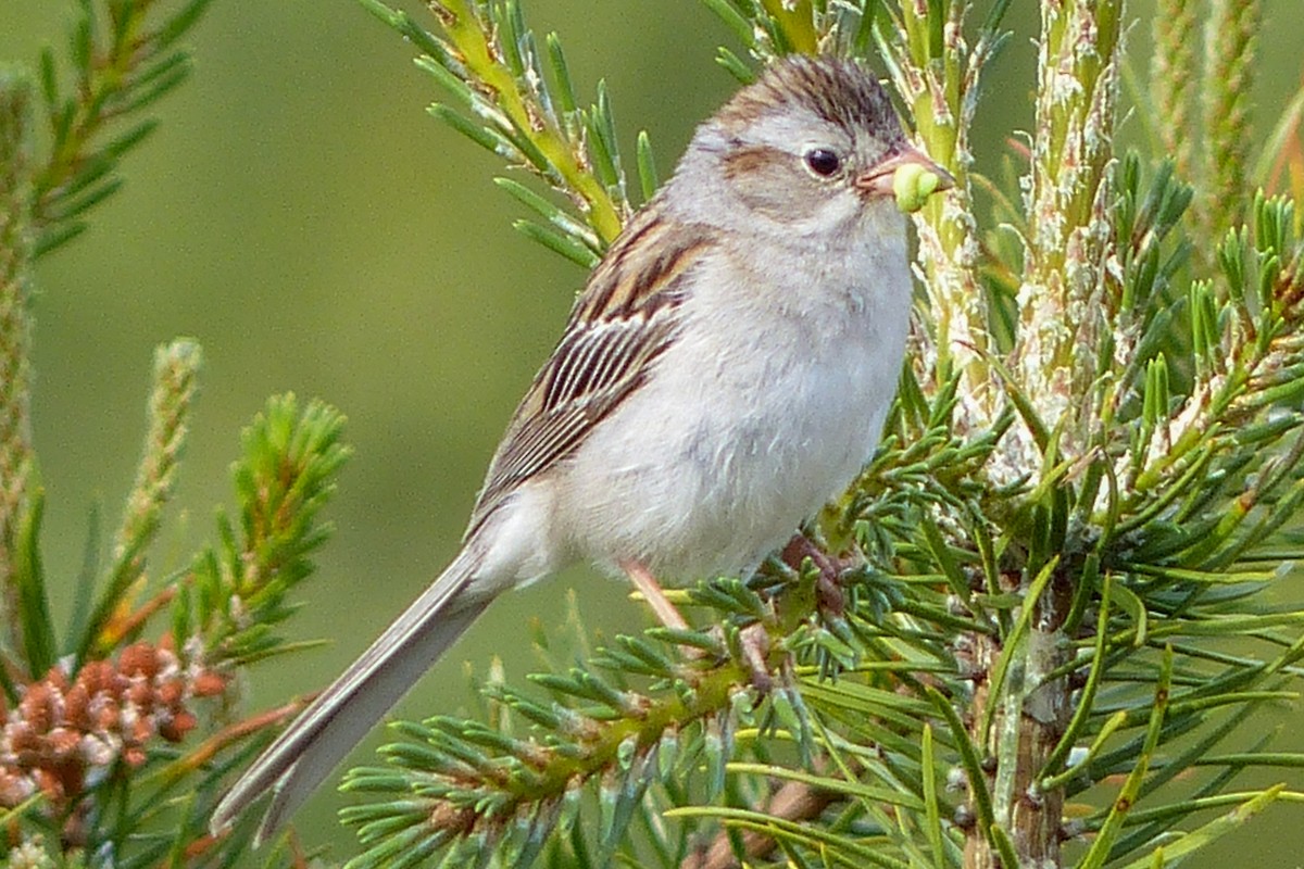 Clay-colored x Field Sparrow (hybrid) - ML641618238