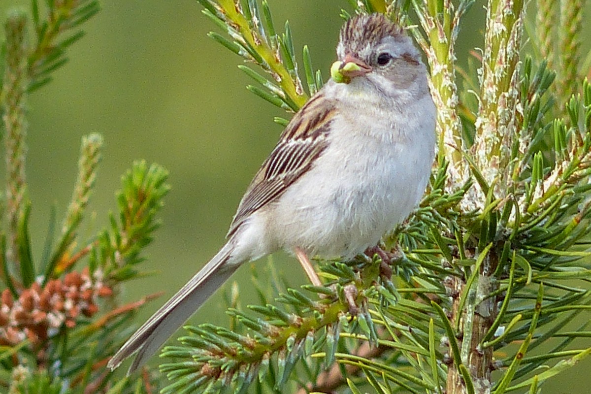 Clay-colored x Field Sparrow (hybrid) - ML641618239