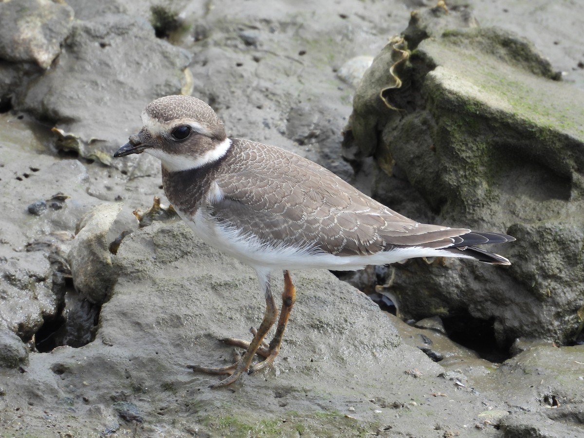 Common Ringed Plover - ML641618262