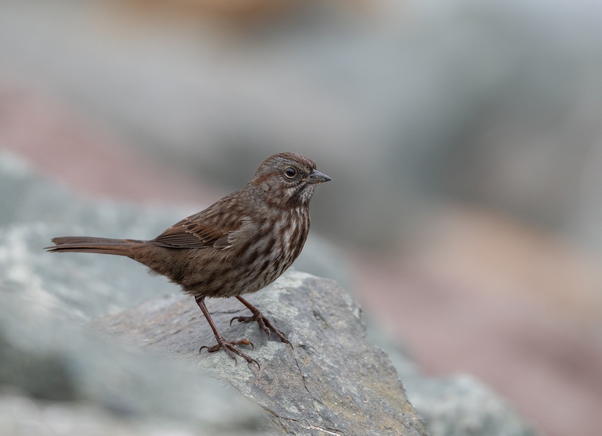 strnadec zpěvný - ML641618287