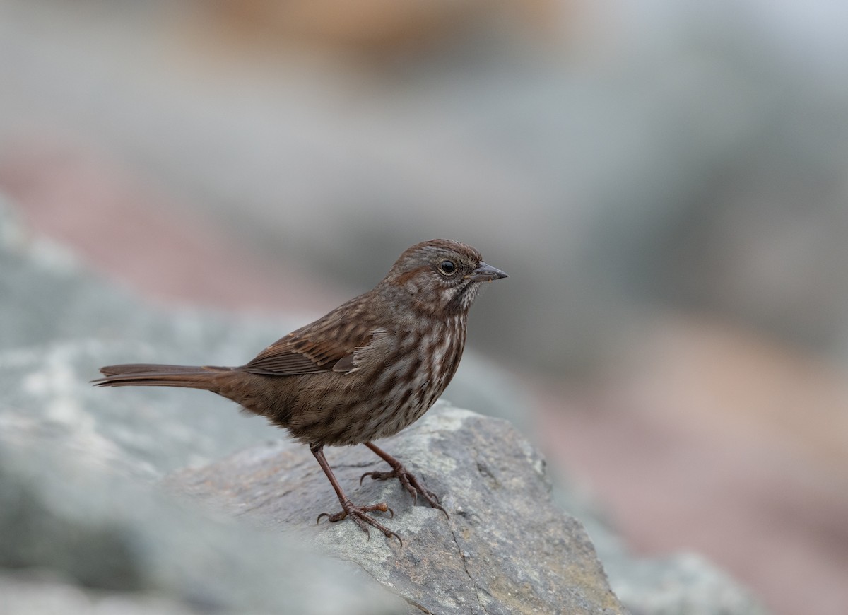 strnadec zpěvný - ML641618288