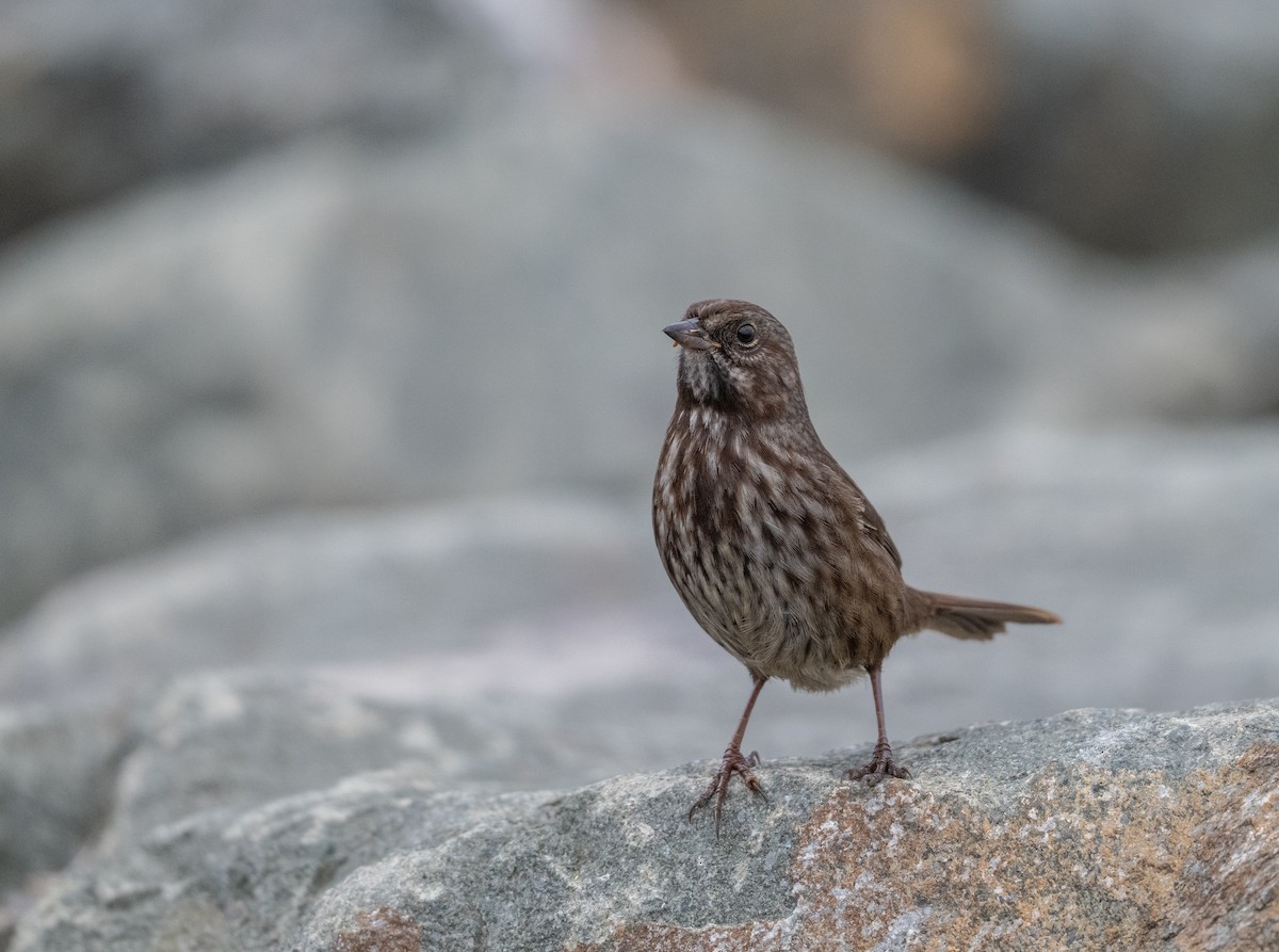 strnadec zpěvný - ML641618289