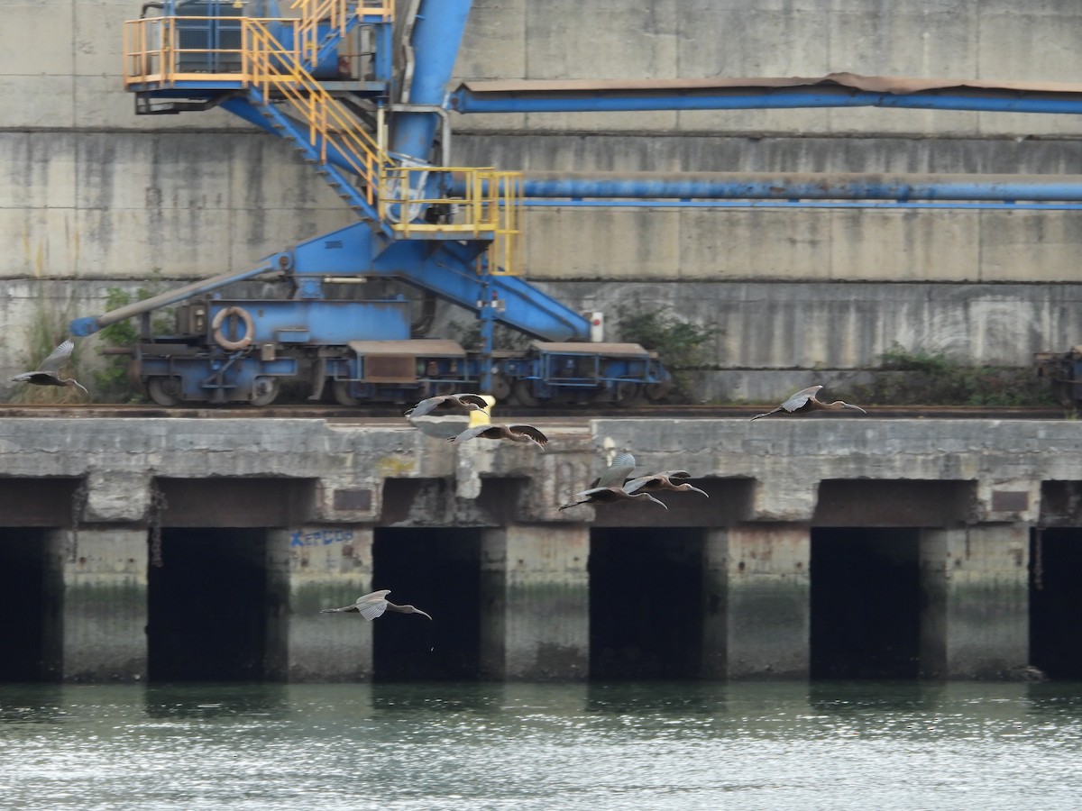 Glossy Ibis - ML641618309