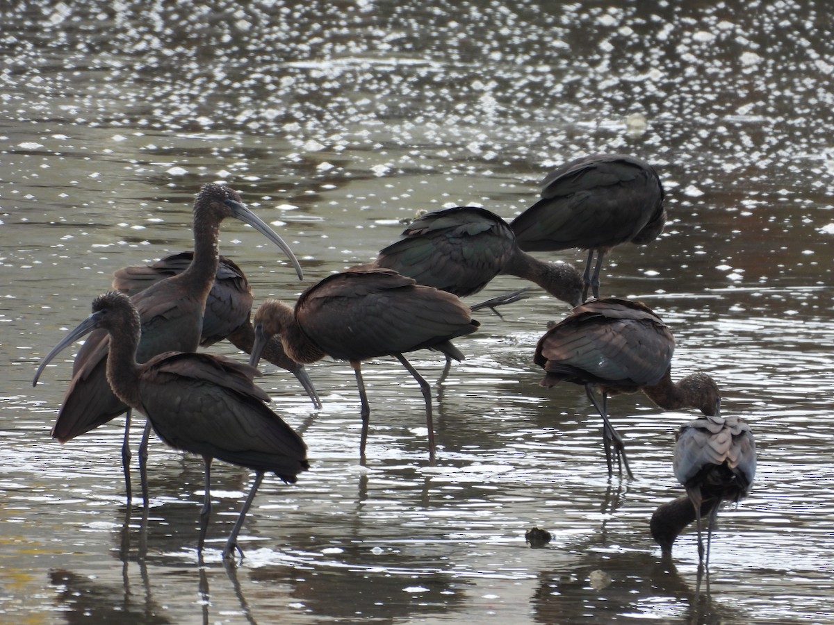 Glossy Ibis - ML641618310