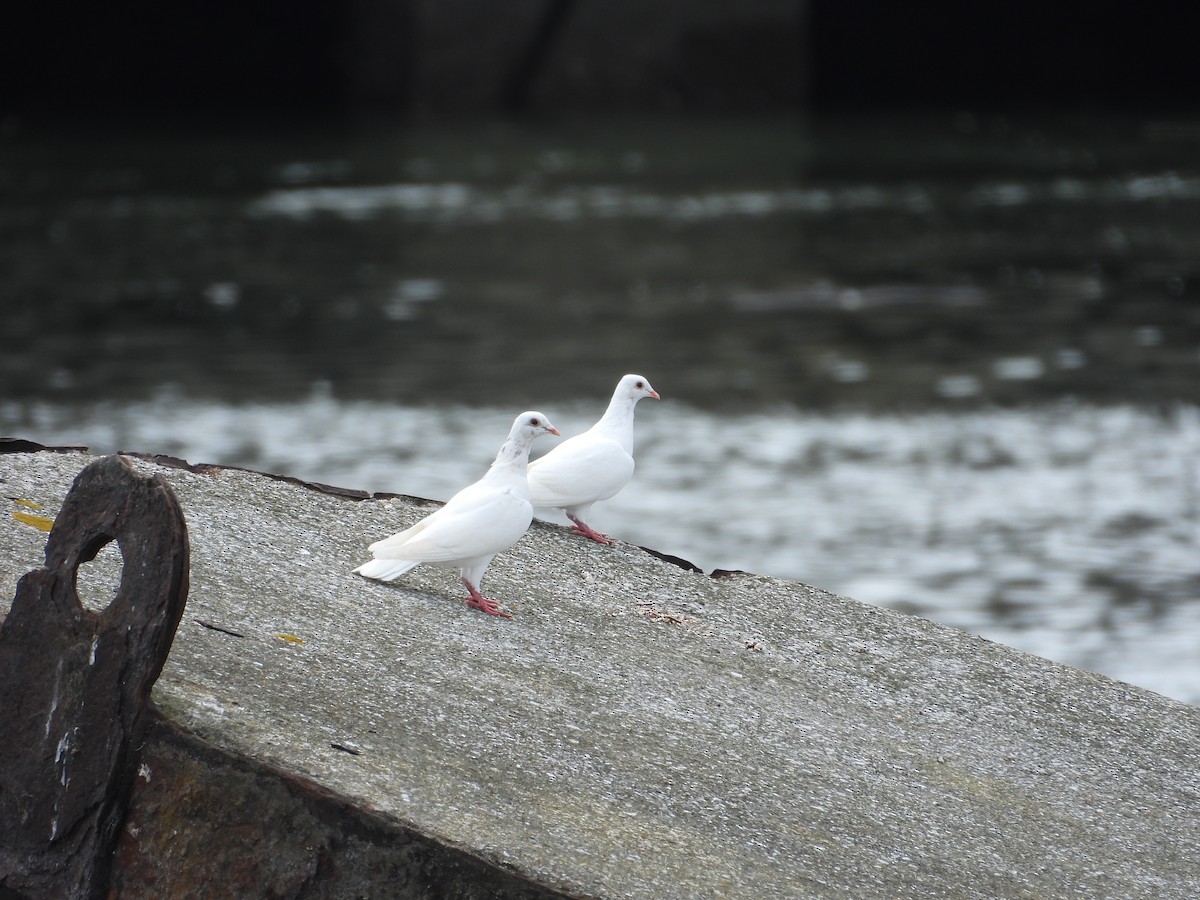 Rock Pigeon (Feral Pigeon) - ML641618335