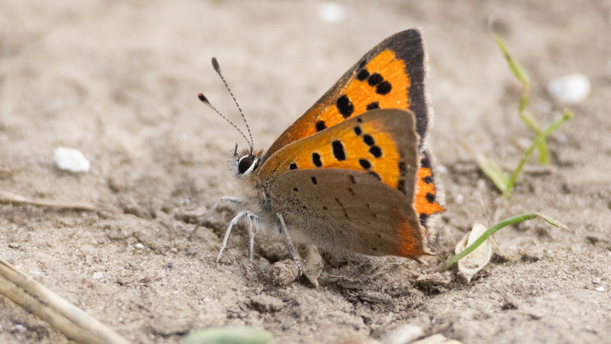 Small Copper - ML641618336