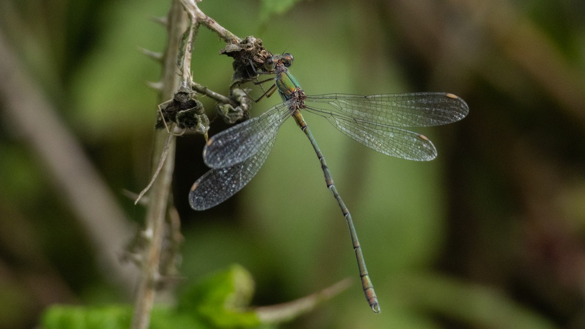 Western Willow Spreadwing - ML641618337