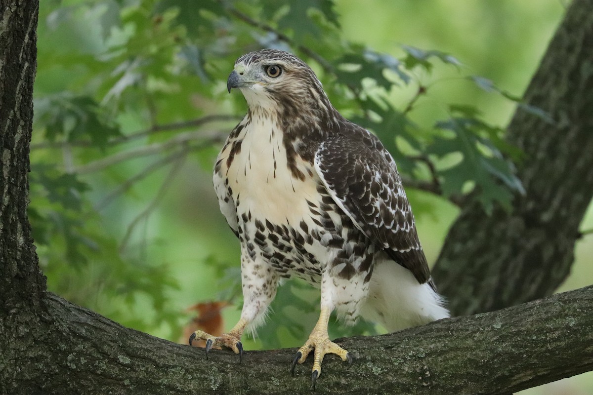 Red-tailed Hawk - ML641618364