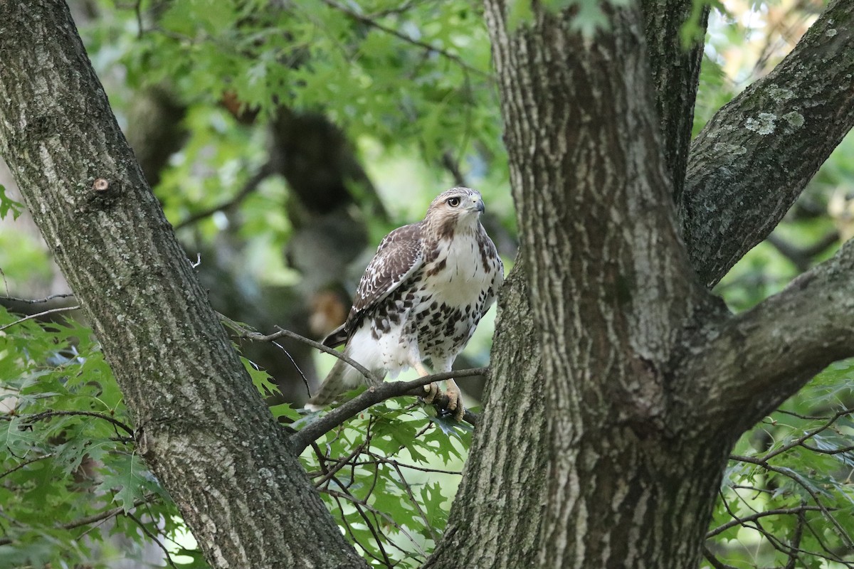 Red-tailed Hawk - ML641618365