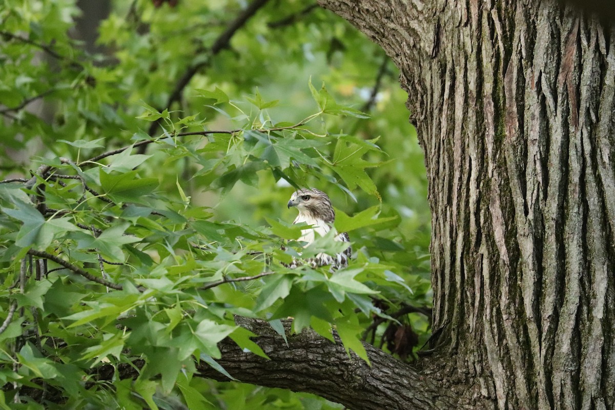 Red-tailed Hawk - ML641618367