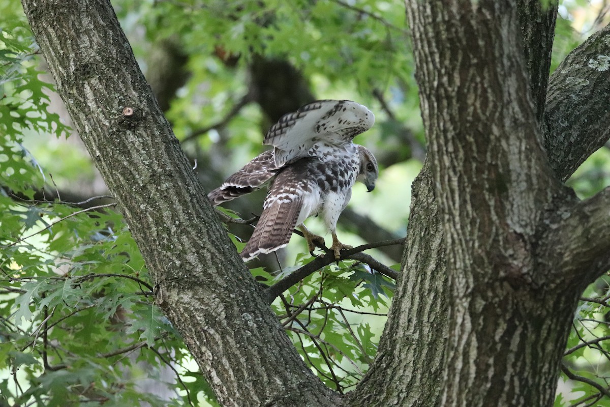 Red-tailed Hawk - ML641618368