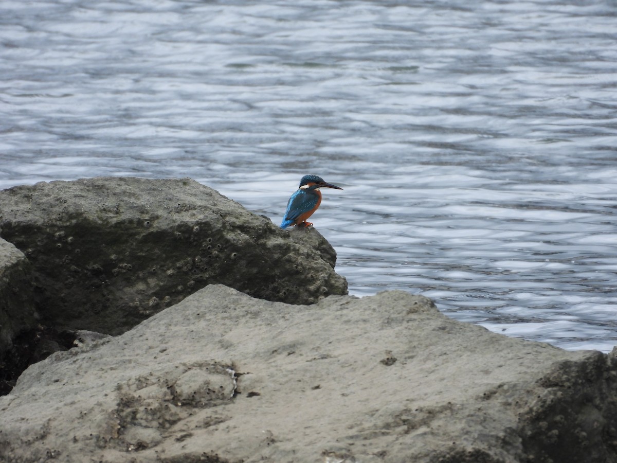 Common Kingfisher - ML641618373
