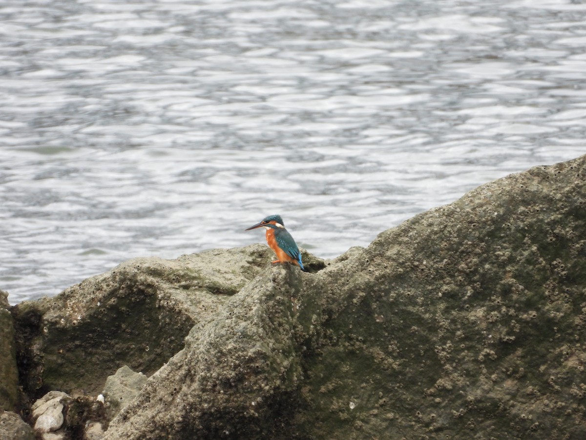 Common Kingfisher - ML641618374